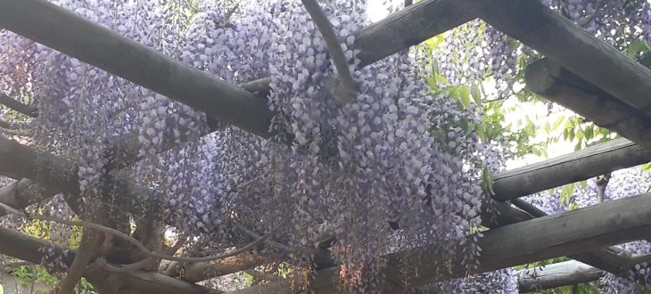 五稜郭公園の藤棚